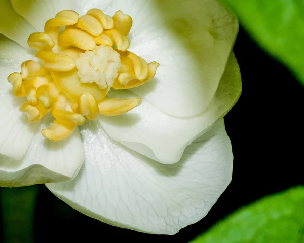 Mayapple цвітіння весни — стокове фото