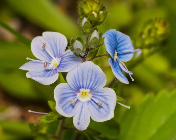 Tiny blauwe Wildflowers — Stockfoto