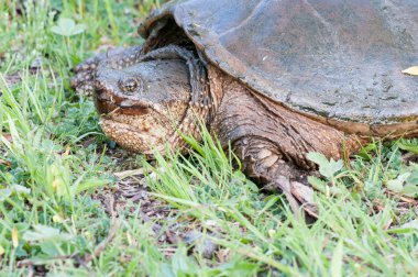 Suyun Turtle.out yapışma