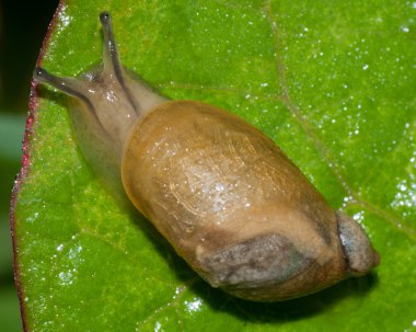 Yeşil yapraklı bahçe salyangozu