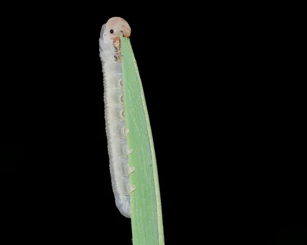 Oruga comiendo una hoja de hierba —  Fotos de Stock