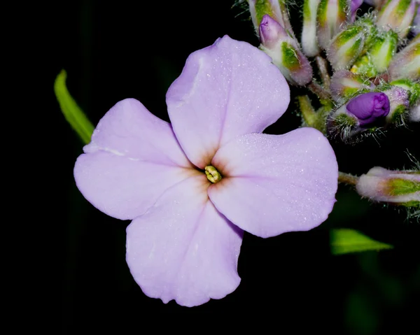 Dames raketenblüte — Stockfoto