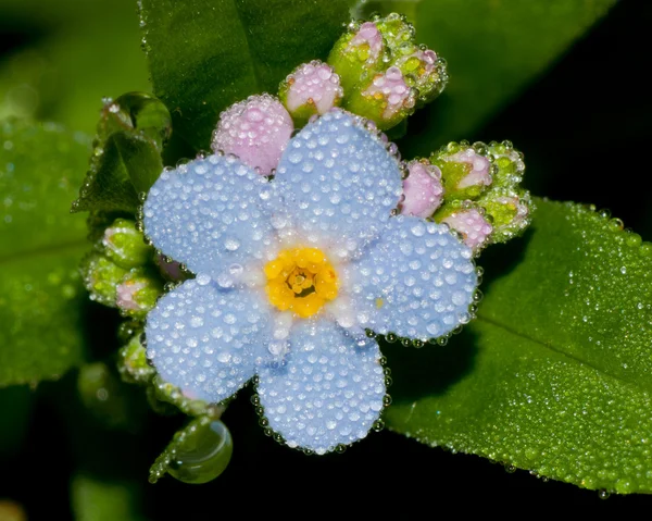 Forget Me Not — Stock Photo, Image