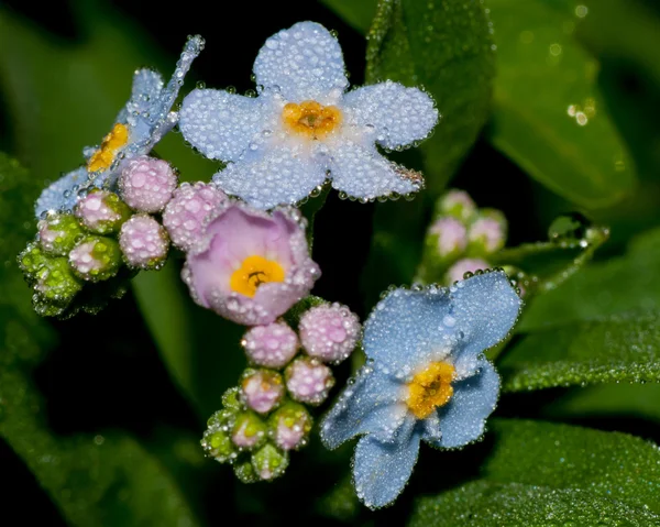 Forget Me Not — Stock Photo, Image