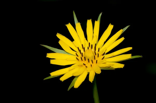 Autumn hawkbit in bloom in late spring — Stock Photo, Image