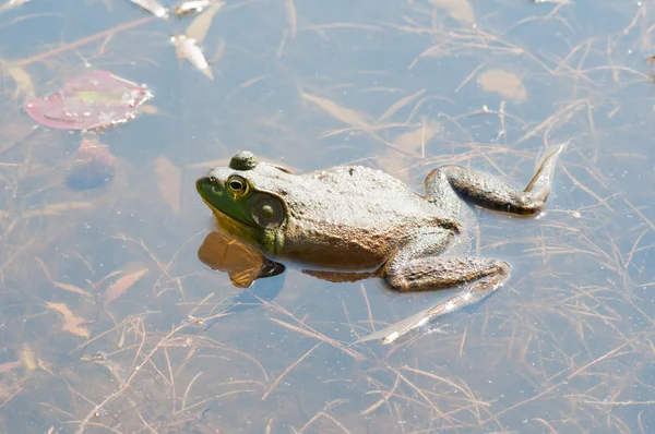 Bullfrog는 늪에 앉아 — 스톡 사진