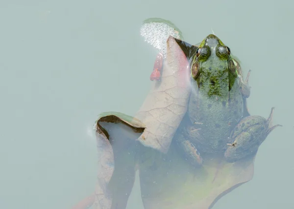 Bullfrog i en damm i sommar — Stockfoto