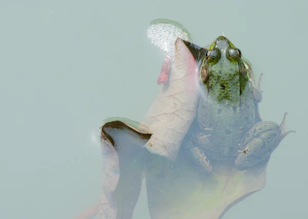 Bullfrog In A Pond In Summer — Stock Photo, Image