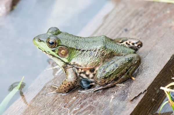 Bullfrog In A Pond In Summer — Stock Photo, Image