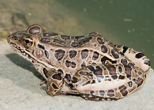 Leopard Frog Sitting On A Rock — Stock Photo, Image