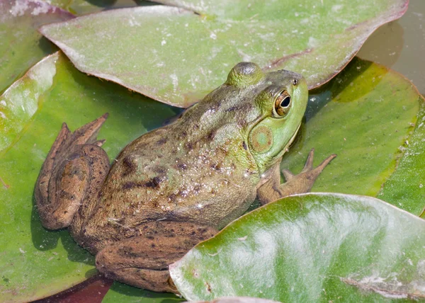 Sapo em uma almofada Lilly — Fotografia de Stock