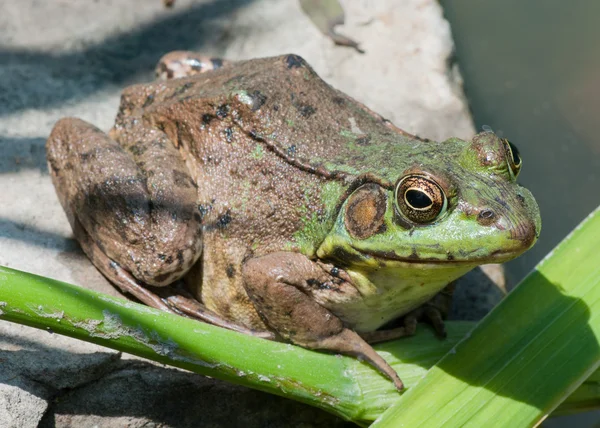 바위에 bullfrog — 스톡 사진