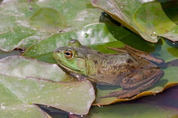 Lilly pad ökörbéka — Stock Fotó