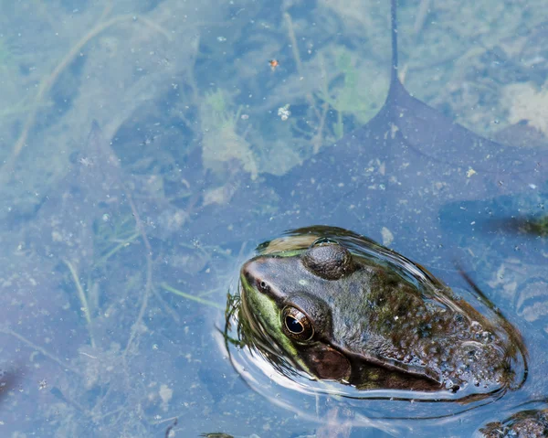 Bullfrog sittande i ett träsk. — Stockfoto