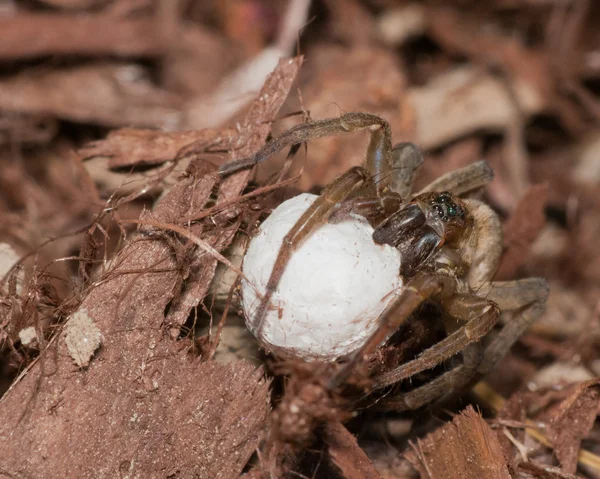 Wolf Spider con saco de huevo —  Fotos de Stock