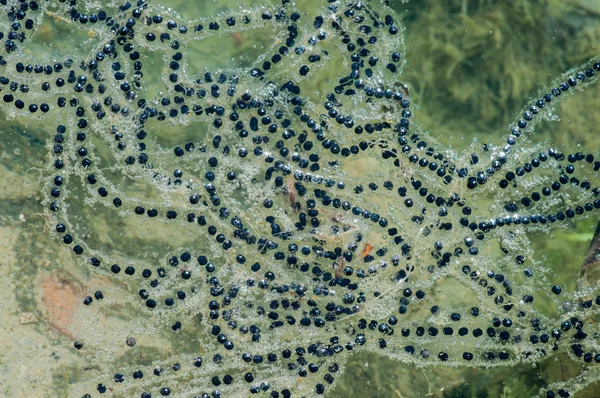 Frog Eggs In A Pond — Stock Photo, Image