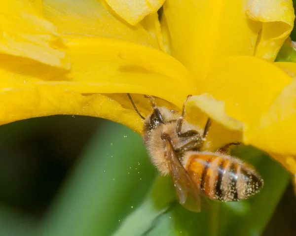 Abelha em uma flor — Fotografia de Stock