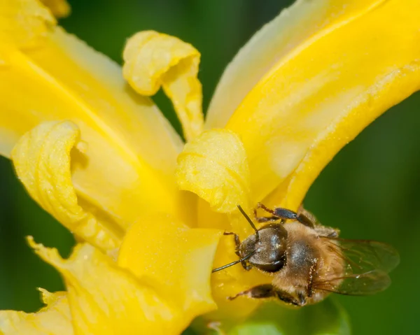 蜂の花 — ストック写真
