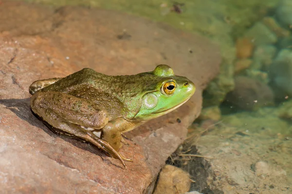 Bullfrog, siedząc w bagnie. — Zdjęcie stockowe