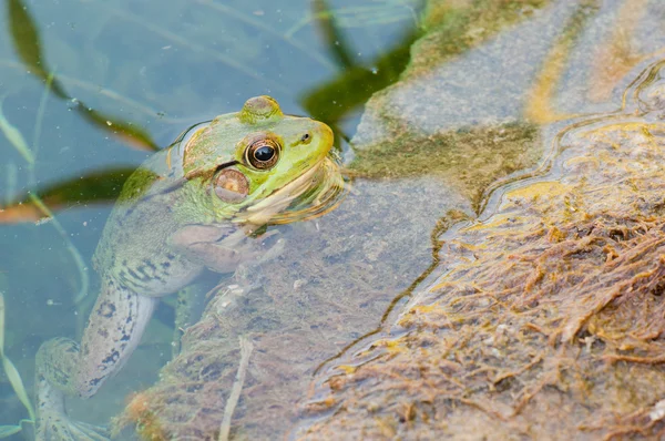 Bullfrog, siedząc w bagnie. — Zdjęcie stockowe