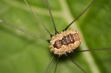 Harvestman - baba longlegs