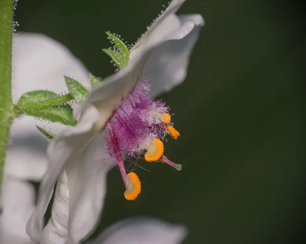 Moth Mullein Flower On A Stem — Stock Photo, Image