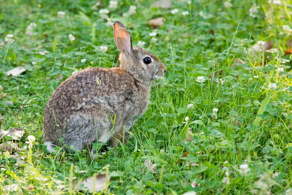 Cottontail κουνέλι με το τριφύλλι — Φωτογραφία Αρχείου