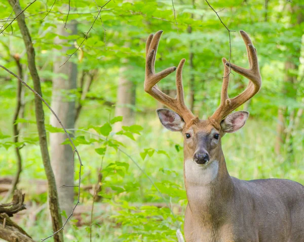 ビロードの whitetail 鹿バック — ストック写真