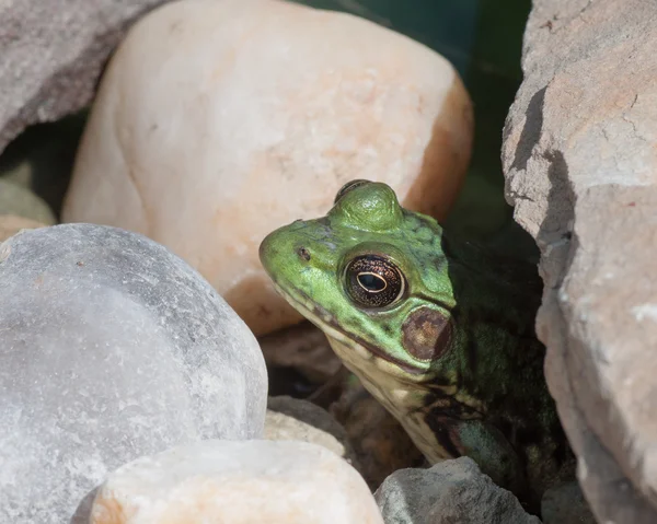 Bullfrog 늪에 물에 앉아. — 스톡 사진