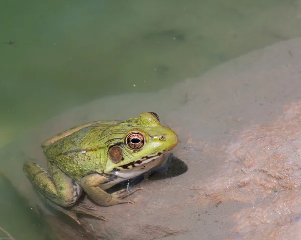 Bullfrog siedzi w wodzie w bagnie. — Zdjęcie stockowe