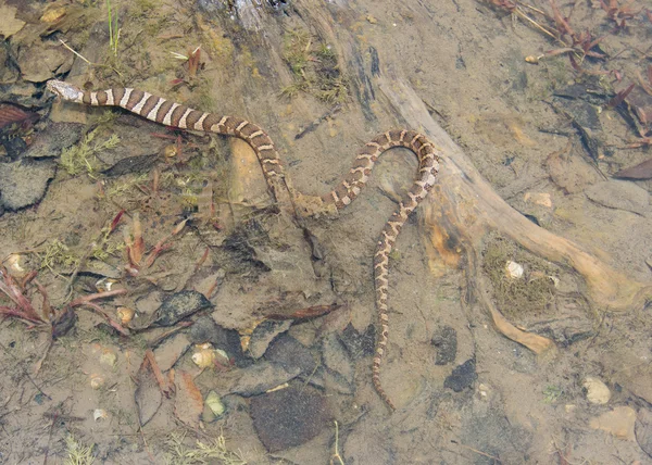 Água Snake Eating Prey — Fotografia de Stock