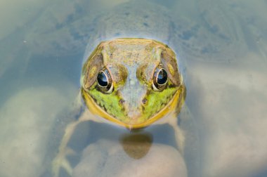 Bir bataklık içinde oturan kurbağa