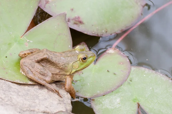 Bullfrog op een rots — Stockfoto