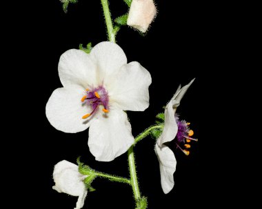 Yaz aylarında çiçek açan güve sığırkuyruğu