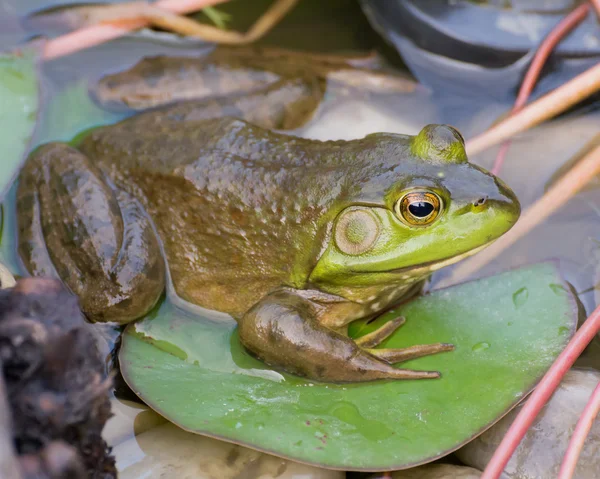 Bullfrog op een Lilly Pad — Stockfoto