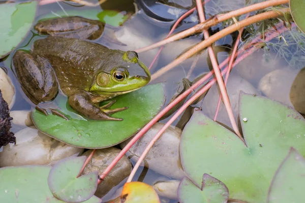 릴리 패드에 bullfrog — 스톡 사진