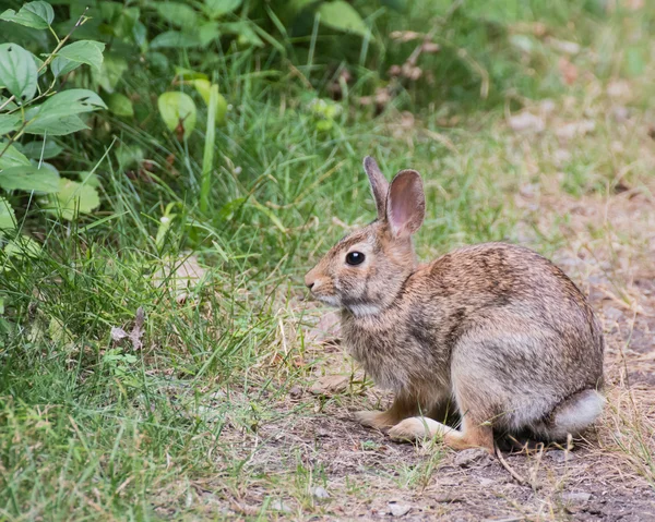 경로에 cottontail 토끼 — 스톡 사진