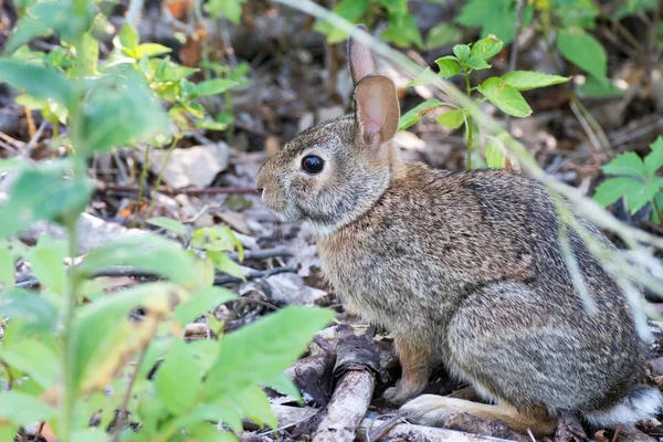 경로에 cottontail 토끼 — 스톡 사진