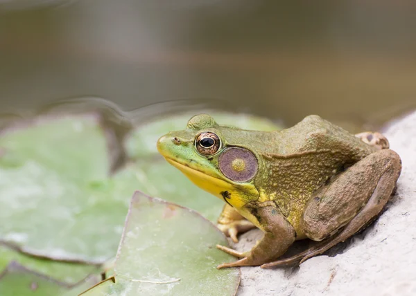 Bullfrog sitting in the water in a swamp. — Stock Photo, Image