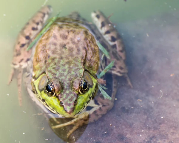 Bullfrog sentado na água em um pântano . — Fotografia de Stock