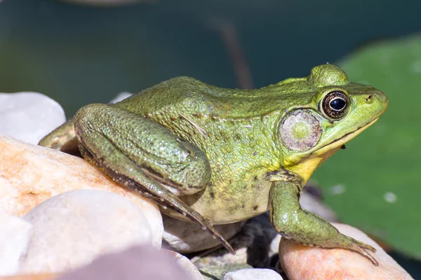 Bullfrog zitten in het water in een moeras. — Stockfoto