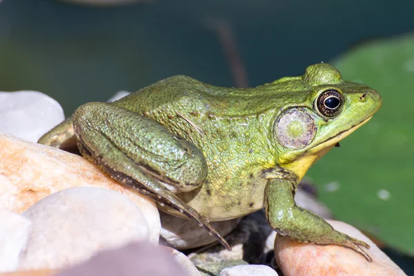 Ochsenfrosch sitzt im Wasser in einem Sumpf. — Stockfoto