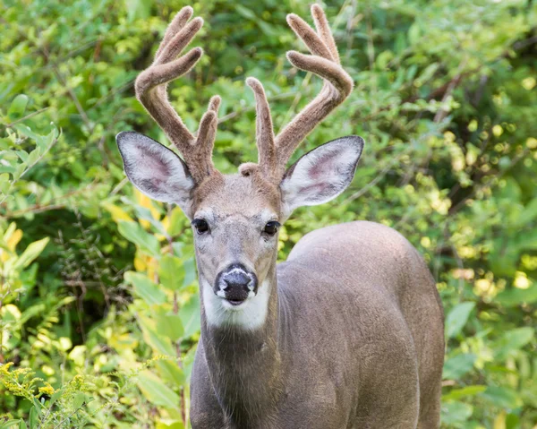 Whitetail-szarvas — Stock Fotó