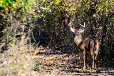 Beyaz kuyruklu geyik geyiği doğa yolunda açıkta..
