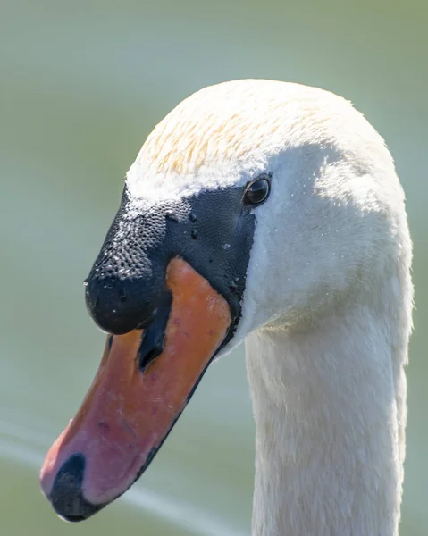Kopfschuss Von Trumpeter Swan Vor Einem Wasserhintergrund — Stockfoto
