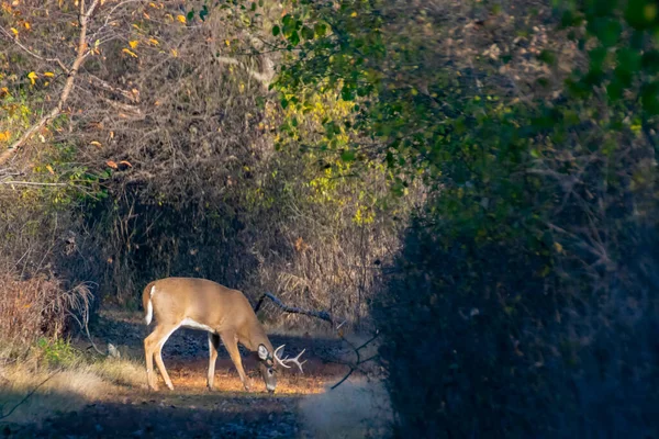 Veado Whitetail Buck Campo Aberto Uma Trilha Natureza — Fotografia de Stock