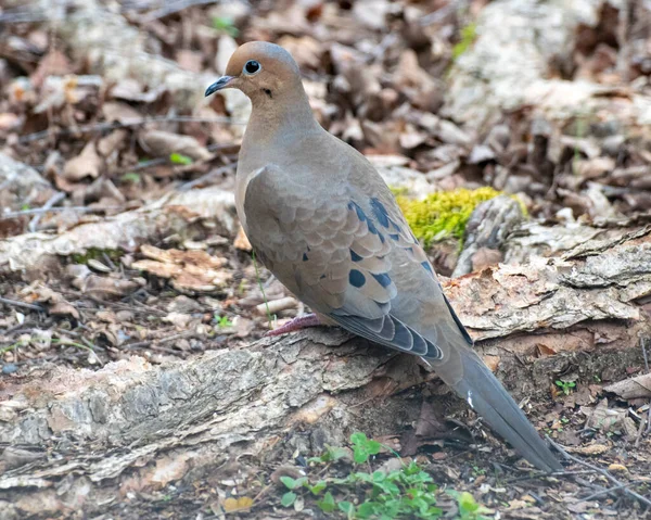 Mounring Dove Perched Ground Looking Left — Stock Photo, Image