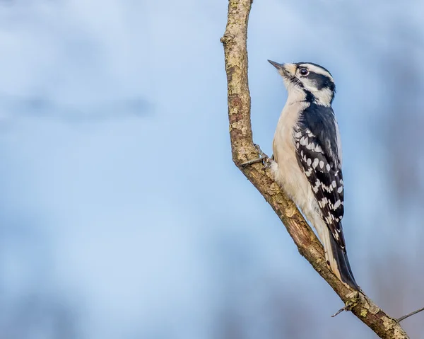 Flauschspecht — Stockfoto