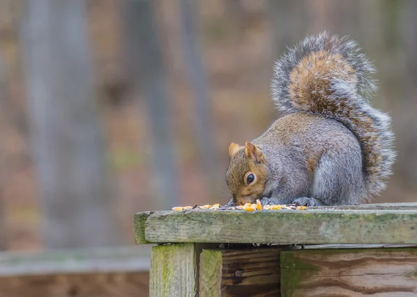 Grauhörnchen — Stockfoto