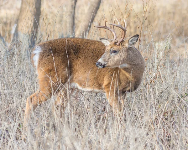 Whitetail Geyik buck — Stok fotoğraf